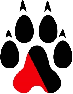 Northeastern Huskies 2007-Pres Alternate Logo diy iron on heat transfer